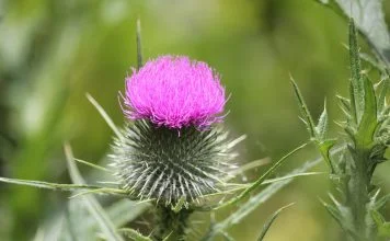 Anghinare (Cynara scolymus), planta care protejează ficatul și reduce colesterolul din sânge