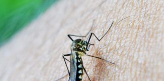 Măsuri de prim ajutor în caz de înțepături de țânțari – Simptomele provocate de înțepăturile acestor insecte Măsuri de prim ajutor în caz de înțepături de țânțari – Simptomele provocate de înțepăturile acestor insecte