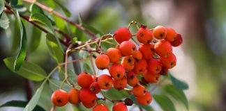 Scoruș de munte – arbore de pădure cu fructe bogate în vitamina C