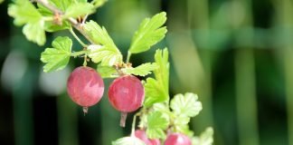 Agrișele previn dezvoltarea anumitor tipuri de cancer – Află care sunt aceste fructe de pădure și cum acționează asupra organismului