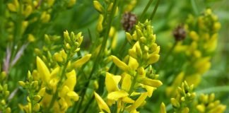 Ce utilizări terapeutice are drobița sau Genista tinctoria