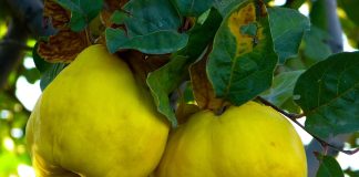 Gutuile te ajută să slăbești, să îți tratezi ficatul și stomacul