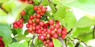 Fructele de Schizandra – alegerea ideală pentru creșterea vitalității și sănătății organismului