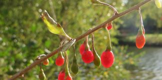 Lycium barbarum, un fruct sălbatic folosit de sute de ani de chinezi în tratamente terapeutice