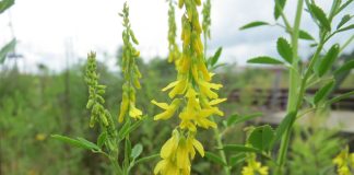 Medicina naturistă - Vezi ce afecțiuni tratează sulfina (Melilotus officinalis)