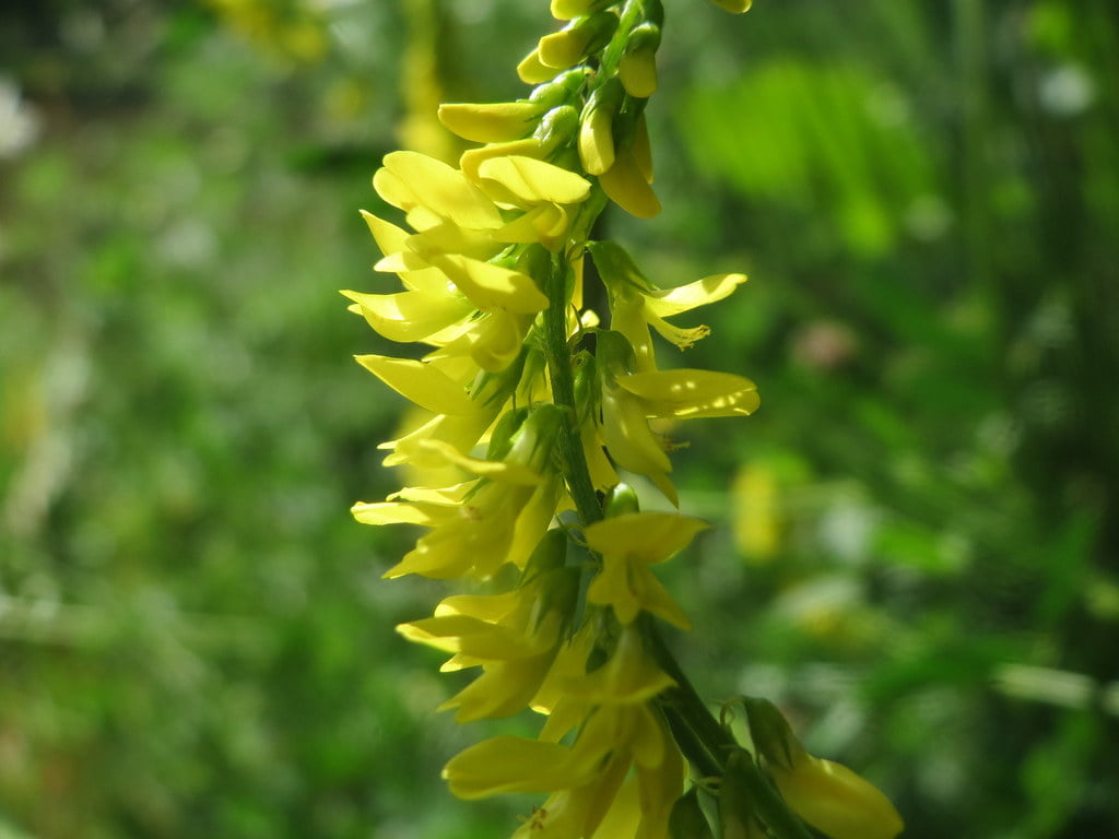 Melilotus officinalis