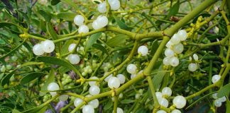 Ceaiul de vâsc ajută la scăderea în greutate, la tratamentul hipertensiunii arteriale și a cancerului