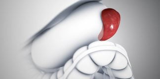 Fiecare dintre noi a experimentat o durere de splină – Ce este splina, ce funcții îndeplinește și ce pericole poate cauza mărirea ei Fiecare dintre noi a experimentat o durere de splină – Ce este splina, ce funcții îndeplinește și ce pericole poate cauza mărirea ei