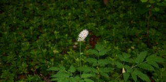 Planta Cimicifuga racemosa sau lumânarea neagră