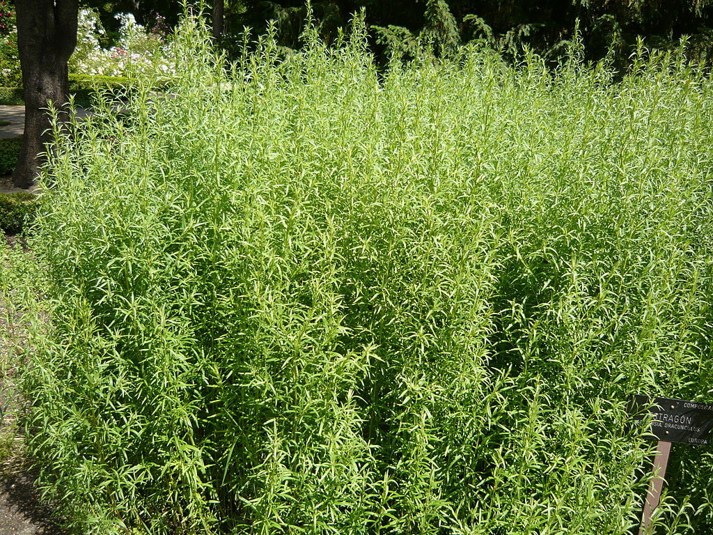 Artemisia dracunculus