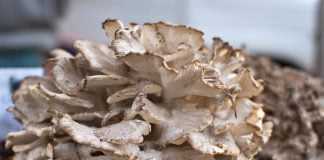 Maitake, ciuperca Grifola frondosa cu proprietăți antitumorale