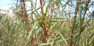 Proprietățile medicinale ale tarhonului – Artemisia dracunculus