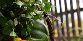 Află cum se introduc în dietă noi alimente sănătoase