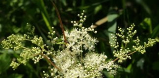 Află proprietățile medicinale ale frunzelor și florilor de crețușcă (Filipendula ulmaria)