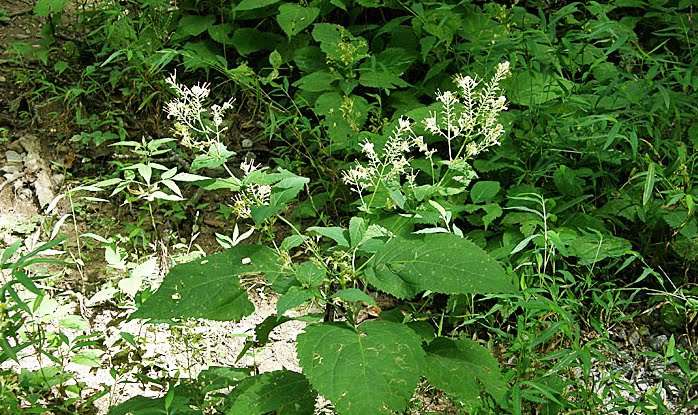 Collinsonia canadensis