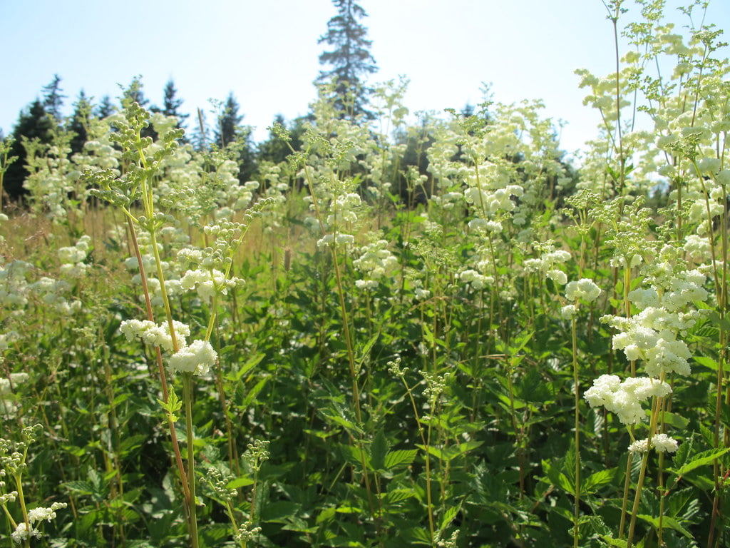 Filipendula ulmaria