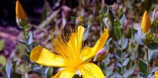 Infuzia de sunătoare, un leac excelent pentru tulburările nervoase