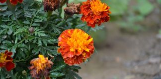 Mușețelul și gălbenelele – plante naturiste pentru ameliorarea secrețiilor nazale