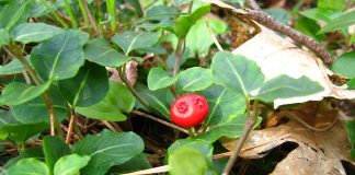 Squawvine (Mitchella repens), plantă ce calmează sistemul nervos