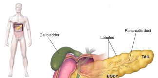 Cum putem avea grijă de pancreas și preveni cele mai des întâlnite boli ale acestui organ