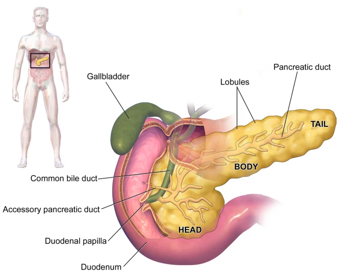 Cum putem avea grijă de pancreas și preveni cele mai des întâlnite boli ale acestui organ