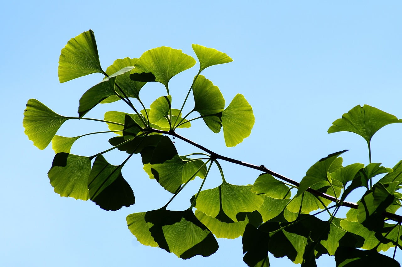 Ginkgo Biloba vitamine
