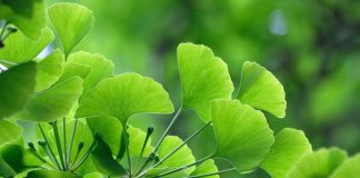 Ginkgo biloba, aliment prețios în tratarea bolii Alzheimer
