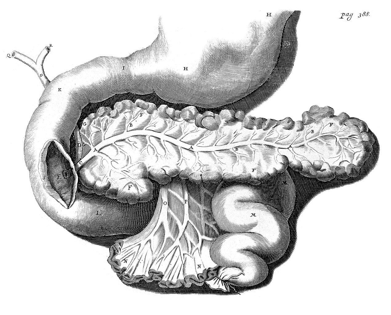 pancreas