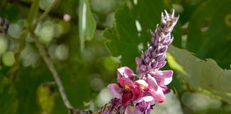 Kudzu (Pueraria lobata), plantă medicament ce suprimă pofta de alcool