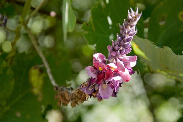 Kudzu (Pueraria lobata), plantă medicament ce suprimă pofta de alcool Kudzu (Pueraria lobata), plantă medicament ce suprimă pofta de alcool