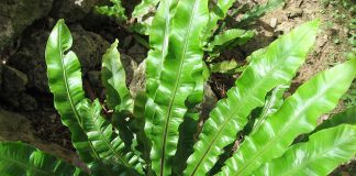 Năvalnic sau limba cerbului – plantă medicinală cu proprietăți diuretice