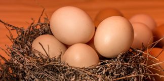 Ouăle – o hrană foarte importantă pentru culturiști, o sursă de proteine naturale pentru organism