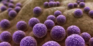Stafilococul auriu – care este pericolul infecției cu această bacterie patogenă