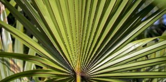 Tratează alopecia cu ajutorul plantei medicinale numite palmierul pitic și află ce alte afecțiuni se pot vindeca