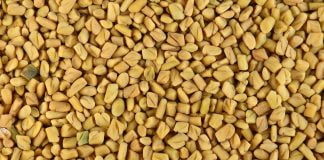 Fenugreek (Schinduf), un supliment alimentar natural care ajută la creșterea musculară