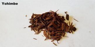 Arborele Yohimbe (Pausinystalia johimbe) apare în suplimentele pentru culturism și viață sexuală
