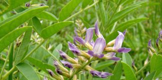 Ceaiul de lemn-dulce, tratament naturist pentru refluxul gastric sau esofagită