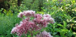 Medicina naturistă – Află ce afecțiuni tratează planta șovârf de apă (Eupatorium purpureum)