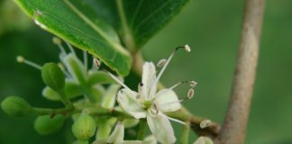 Jatoba (Hymenaea courbaril), plantă folosită în medicina tradițională