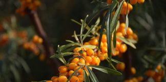 Acestea sunt cele mai importante proprietăți ale cătinei descoperite de cercetători