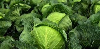 Băi de șezut cu varză și usturoi pentru hemoroizi – Una din cele mai bune metode pentru tratarea hemoroizilor