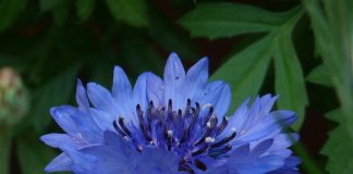 Florile de albăstrele – Remediu naturist care te va scăpa ușor de conjunctivită