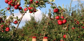 Merele – Fructe importante pentru culturiști, pentru sănătatea organismului