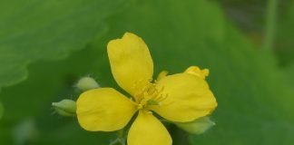 Rostopasca – Plantă naturală folosită în tratamentul cataractei