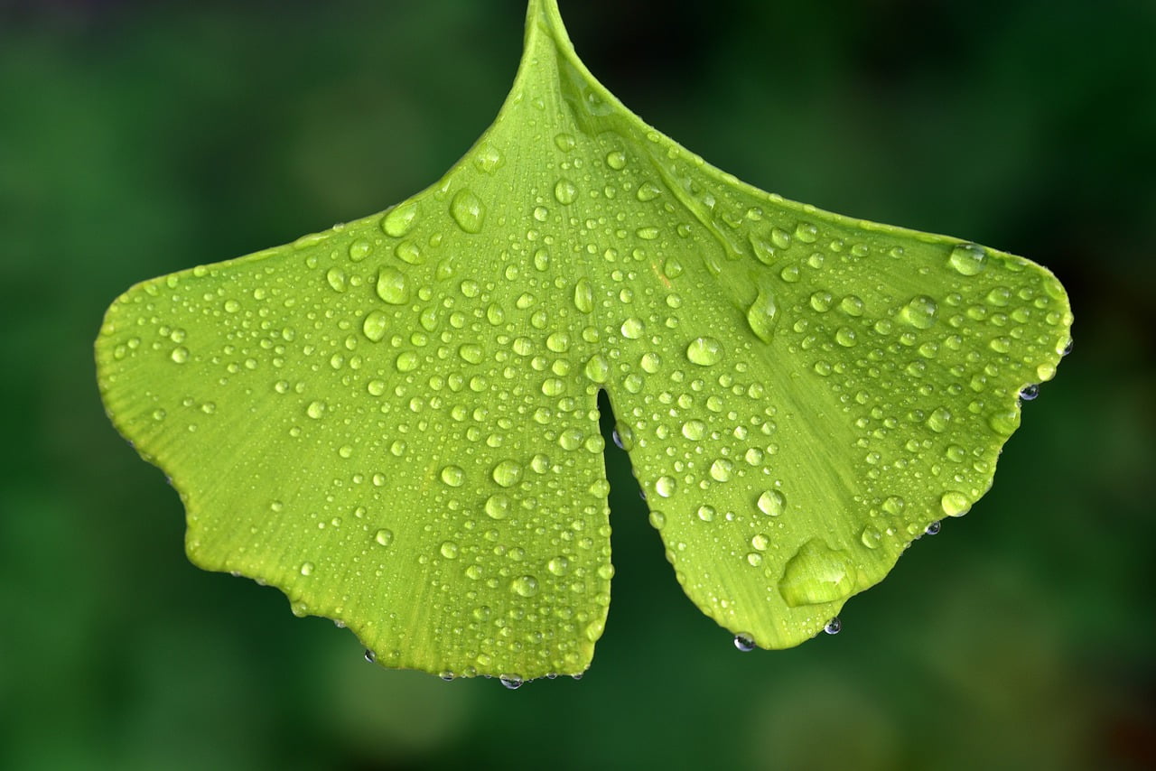 ginko biloba