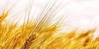 Află de ce fibrele alimentare sunt vitale pentru sănătate