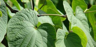 Ce utilizări terapeutice are rădăcina plantei Kava kava - Piper methysticum