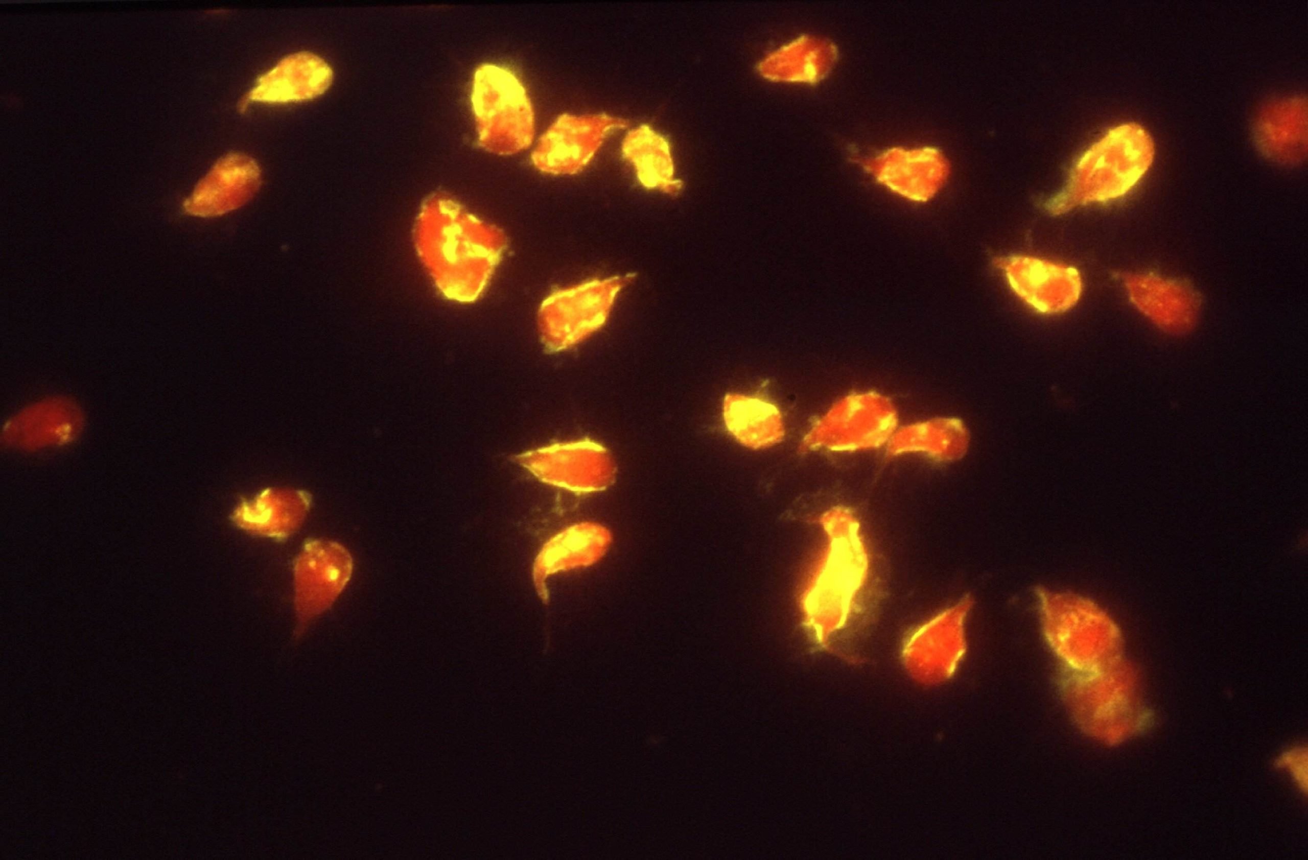 Giardia lamblia parasites using an indirect immunofluorescence t