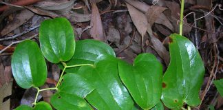 Medicina naturistă - Vezi ce afecțiuni tratează planta sarsaparilla (Smilax species)