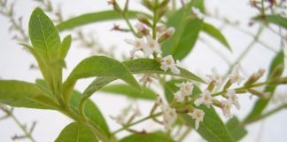 Plante medicinale și întrebuințările lor – Tufa de lămâie